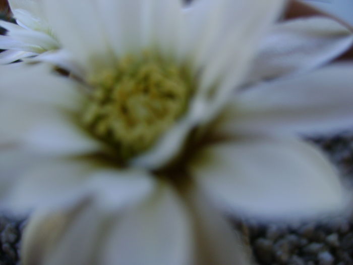 Gymnocalycium ragonesei