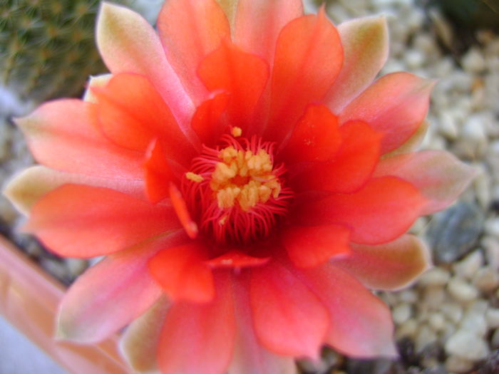 Gymnocalycium baldianum - Cactusi 2016