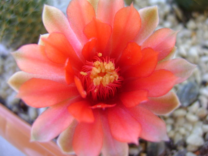 Gymnocalycium baldianum - Cactusi 2016