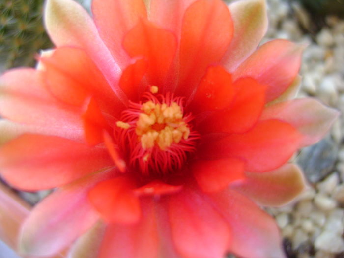 Gymnocalycium baldianum - Cactusi 2016