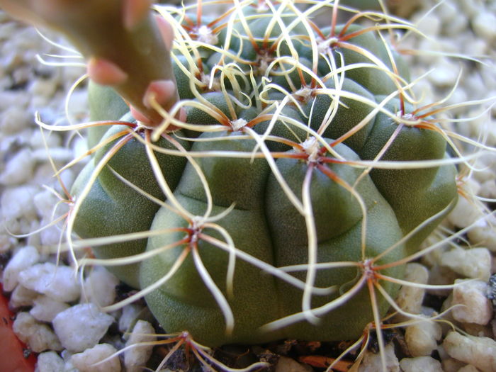 Gymnocalycium baldianum - Cactusi 2016