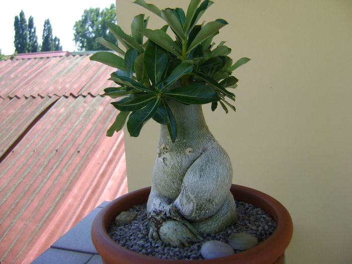 Adenium obesum; la 4 luni dupa tunsoare si transvazare
