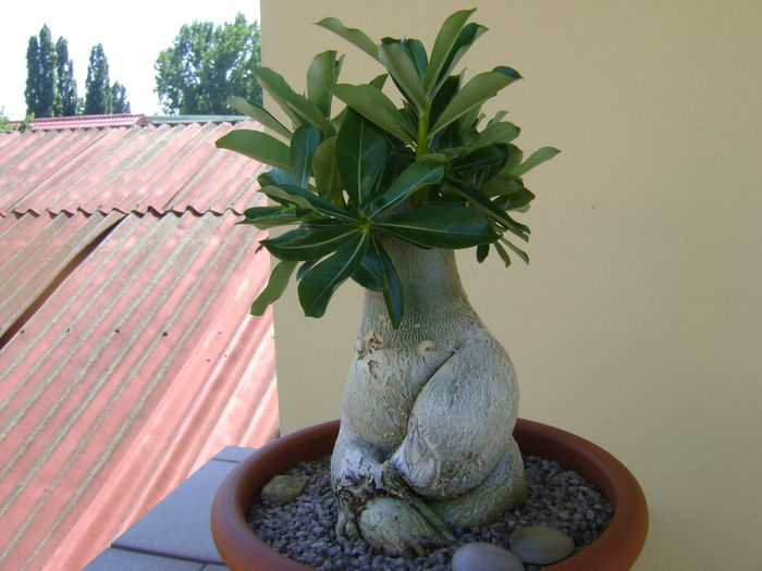 Adenium obesum; la 4 luni dupa tunsoare si transvazare
