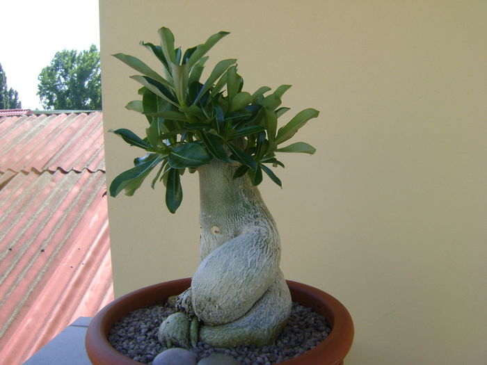 Adenium obesum; la 4 luni dupa tunsoare si transvazare
