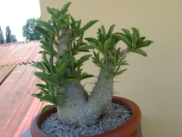 Pachypodium lealii ssp. saundersii - Caudiciforme si bulbi 2016