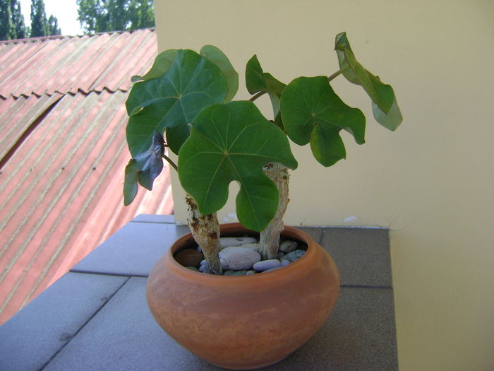 Jatropha podagrica - Caudiciforme si bulbi 2016