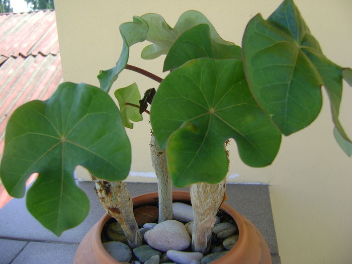 Jatropha podagrica - Caudiciforme si bulbi 2016