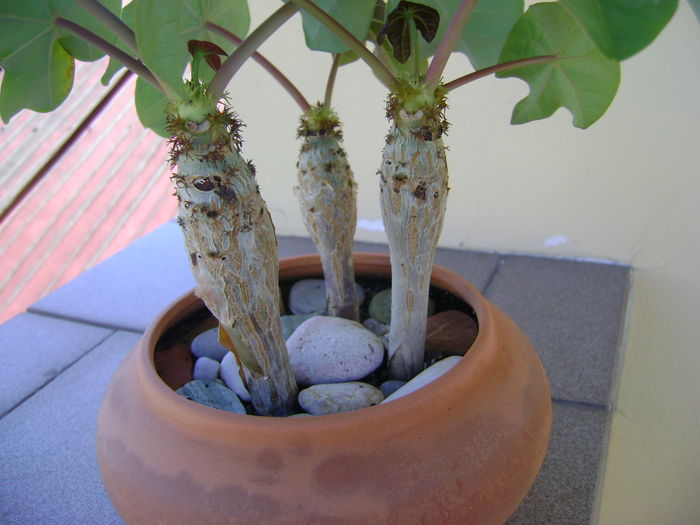 Jatropha podagrica
