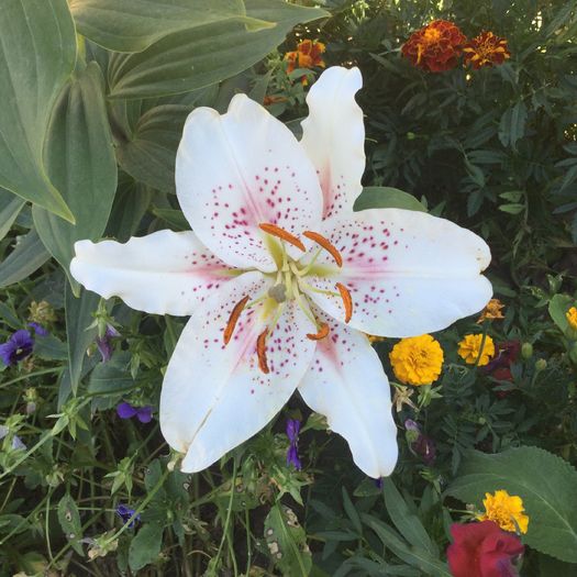 lilium Muscadet - Crini 2016