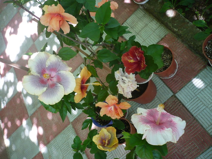 P1280198 - HIBISCUSI 2016-3