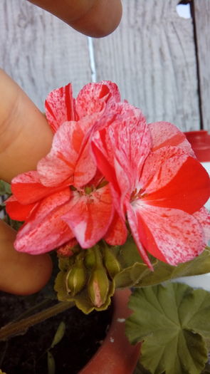 20160713_192425 - Muscate si alte plante