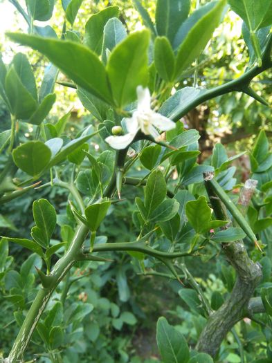 Floare -Poncirus trifoliata