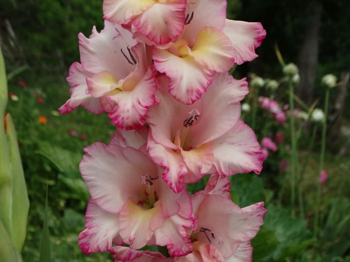 DSC08839 - Gladiole 2015-2016