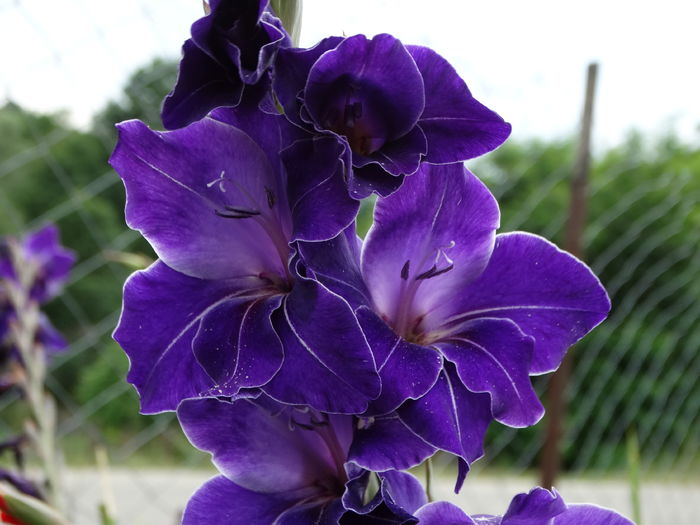 DSC08823 - Gladiole 2015-2016