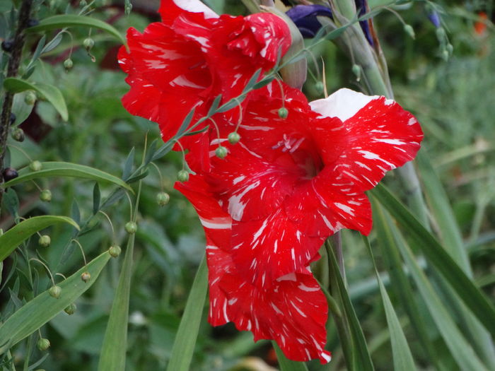 DSC08882 - Gladiole 2015-2016