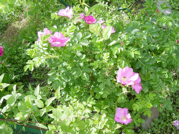 DSC00079 - rosa rugosa