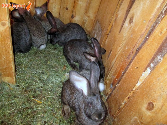 Puii din prima serie