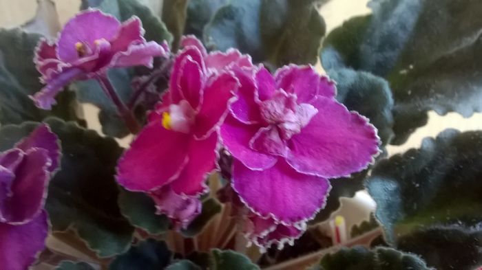 WP_20160713_17_17_50_Pro