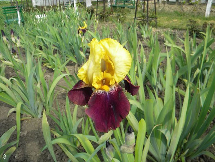 Iris Balatant - Multumiri pentru plante - 2016