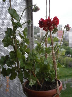 033056366 - Dorinte
