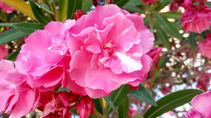 IMG_20160713_181607_HDR - 2016