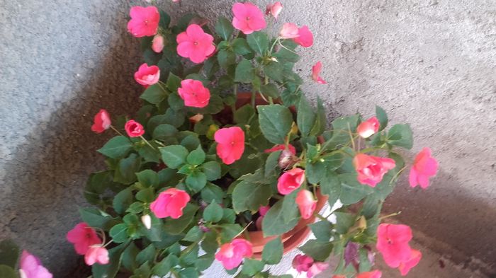 20160714_094712 - sporul casei-impatiens 2016