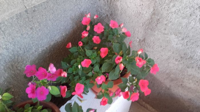 20160714_094709 - sporul casei-impatiens 2016