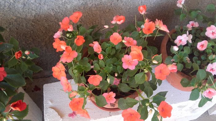 20160714_094656 - sporul casei-impatiens 2016