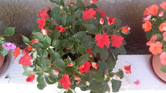 20160714_094652 - sporul casei-impatiens 2016