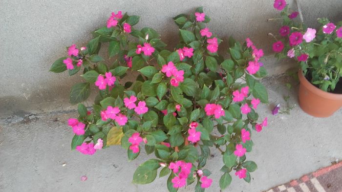 20160714_094637 - sporul casei-impatiens 2016