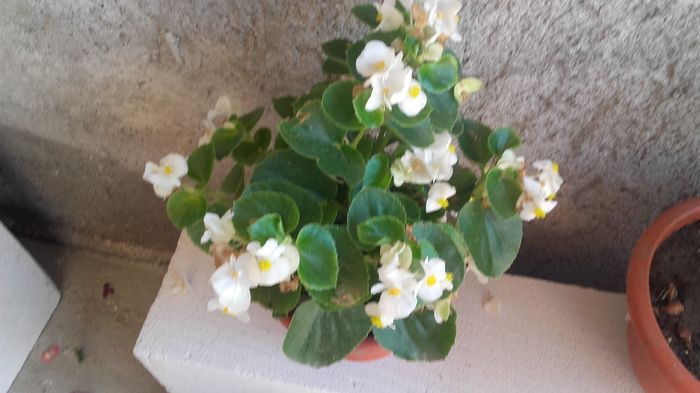 20160714_094718 - begonia  2016