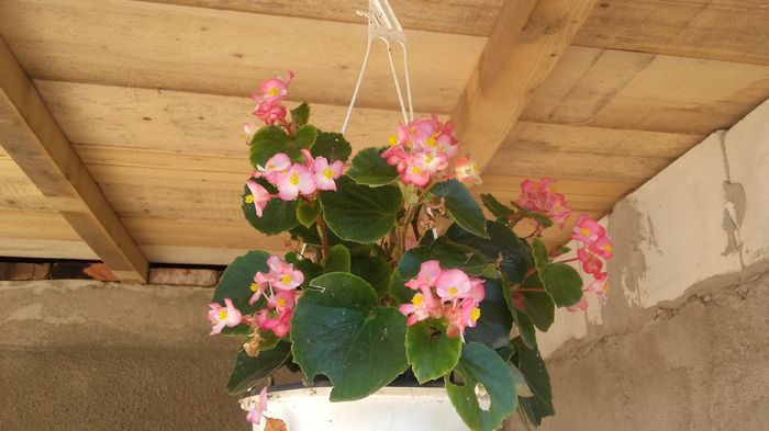 20160714_094501 - begonia  2016