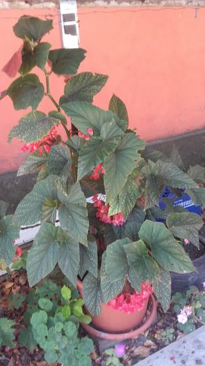 20160714_095142 - begonia  2016