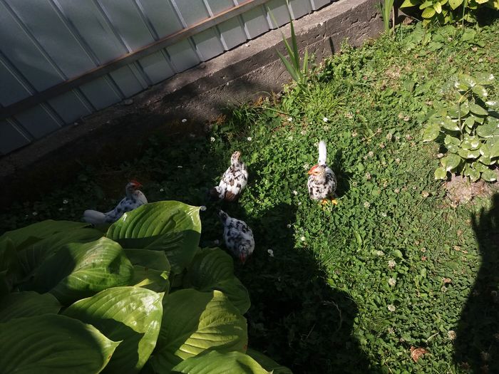 gardienii gradinii; Ei ma apara de gandacii care atenteaza la floricele mele
