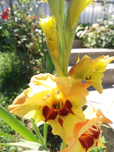 20160714_121054 - Colectia de gladiole 2016