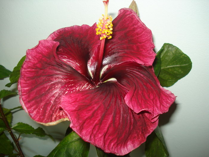 DSC05920 - Hibiscus Black Dragon