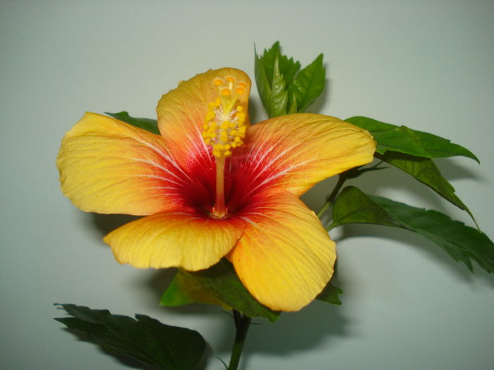 DSC05916 - Hibiscus Cuban Variety