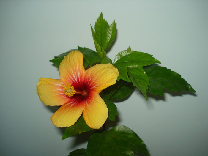 DSC05917 - Hibiscus Cuban Variety