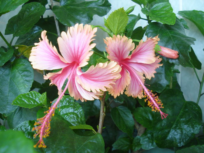 DSC05940 - Hibiscus Hawaian Salmon