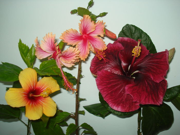 DSC05930