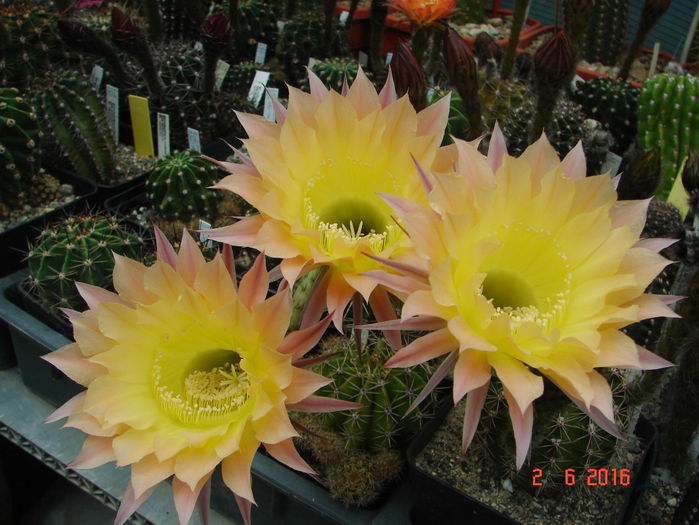 DSC09950