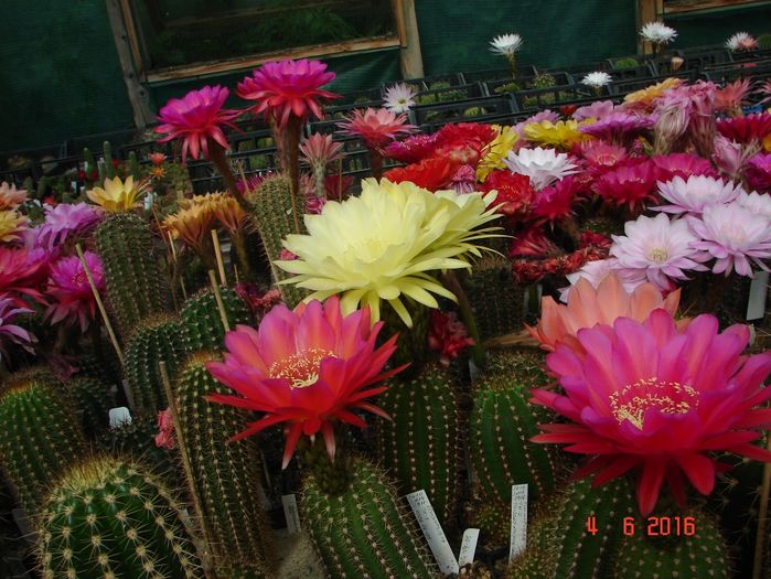DSC09994 - 2016 Iunie