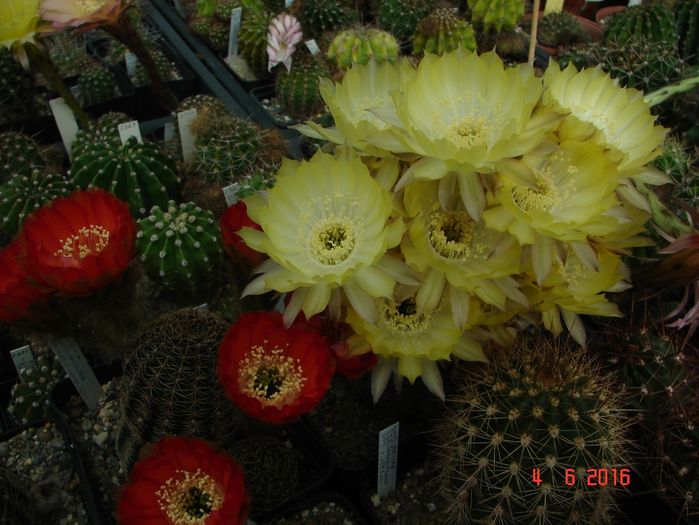 DSC00004