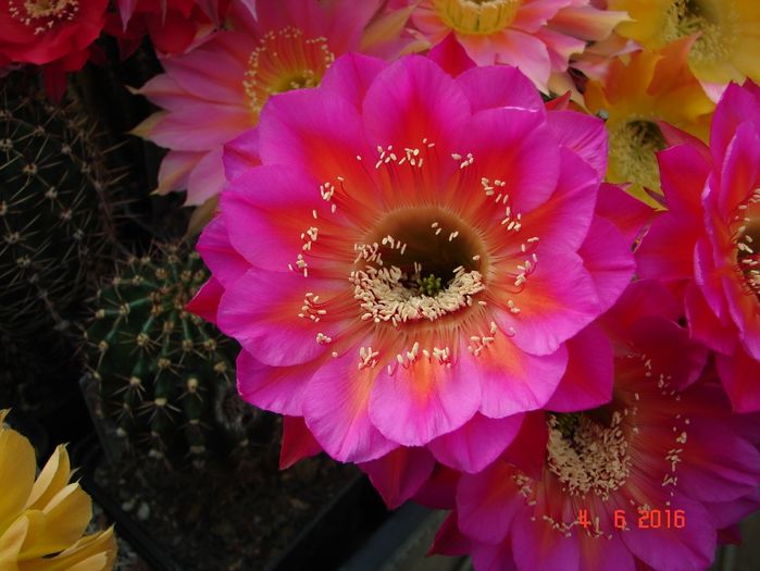 DSC00007