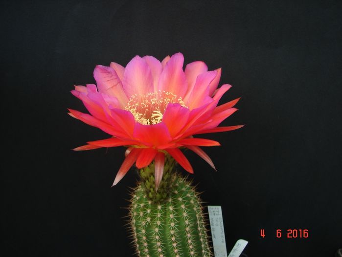 DSC00016