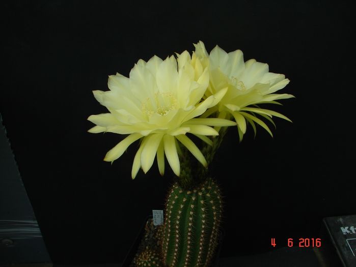 DSC00019