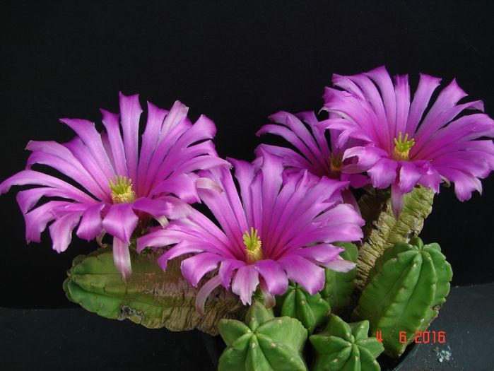 DSC00032