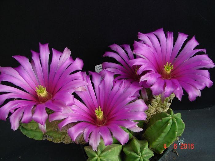 DSC00033