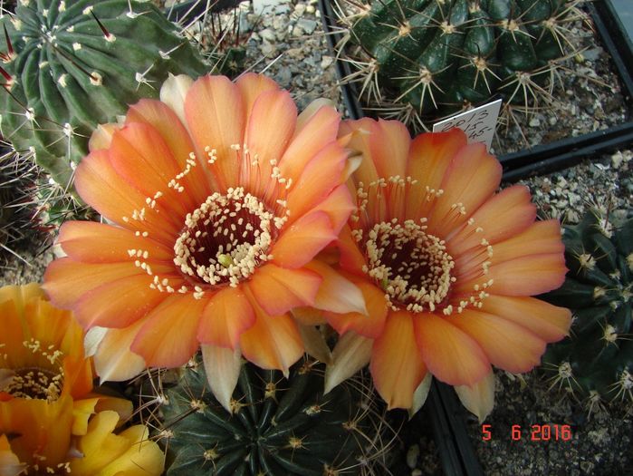 DSC00051