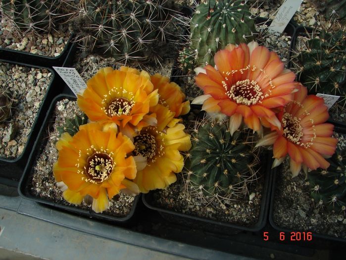 DSC00052